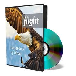 Flight: The Genius of Birds DVD